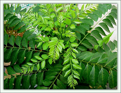curry tree